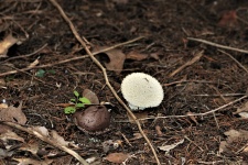 Two Spiny Puffball Mushrooms