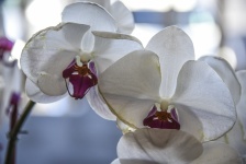 Two White Orchids