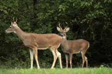 Two White-tail Bucks In The Woods