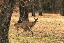Two White-tail Doe In Woods