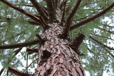 Upward View Into A Pine Tree