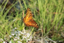 Variegated Fritillary Butterfly 7
