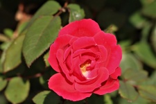 Velvety Red Rose Close-up