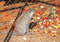 Vervet Monkey In A Cage With Fruit