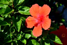 Vibrant Hibiscus Flower