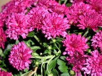 Vibrant Pink Mum Flowers