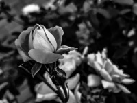 Vintage Black And White Rose