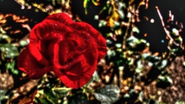 Wet Red Rose Closeup