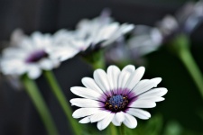 White African Daisy And Bokeh