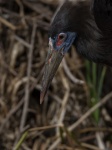 White-bellied Black Stork