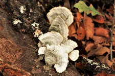 White Bracket Fungi In Fall