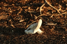 White Mushroom At Sunset