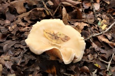 White Mushroom Holding Autumn Leaf