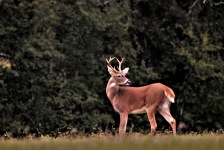 White-tail Buck Looking Behind Him