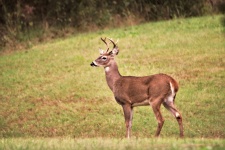White-tail Buck On Hillside