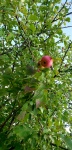 Wild Apples 5