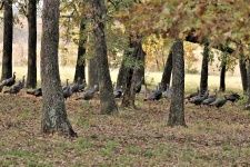 Wild Turkey In Autumn Woods