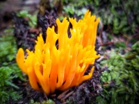 Wild Yellow Mushroom