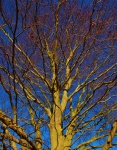 Winter Tree In Sunlight