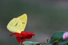 Yellow Butterfly Background