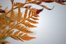 Yellow Fern Frond With Brown Tip
