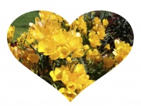 Yellow Flower Heart