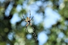 Yellow Garden Spider In Web