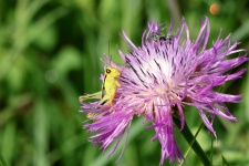 Yellow Grasshopper On Wildflower