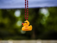 Yellow Rubber Ducky Background