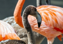 Young Flamingo