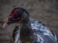 Young Muscovy Duck
