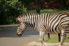 Zebra In A Picnic Area Of A Park