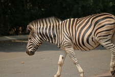 Zebra On A Road In A Picnic Area