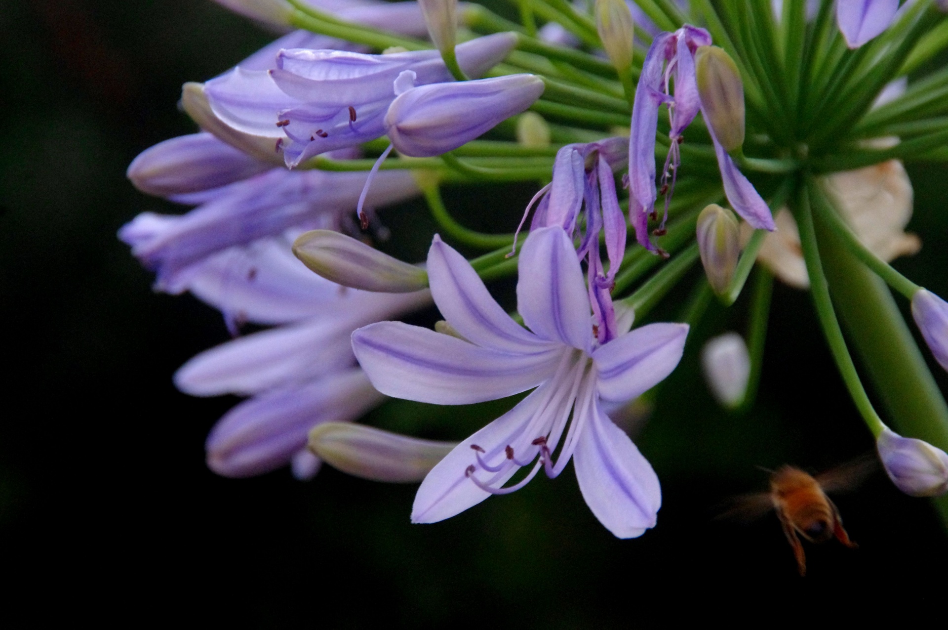 Agapanthus With Approaching Bee