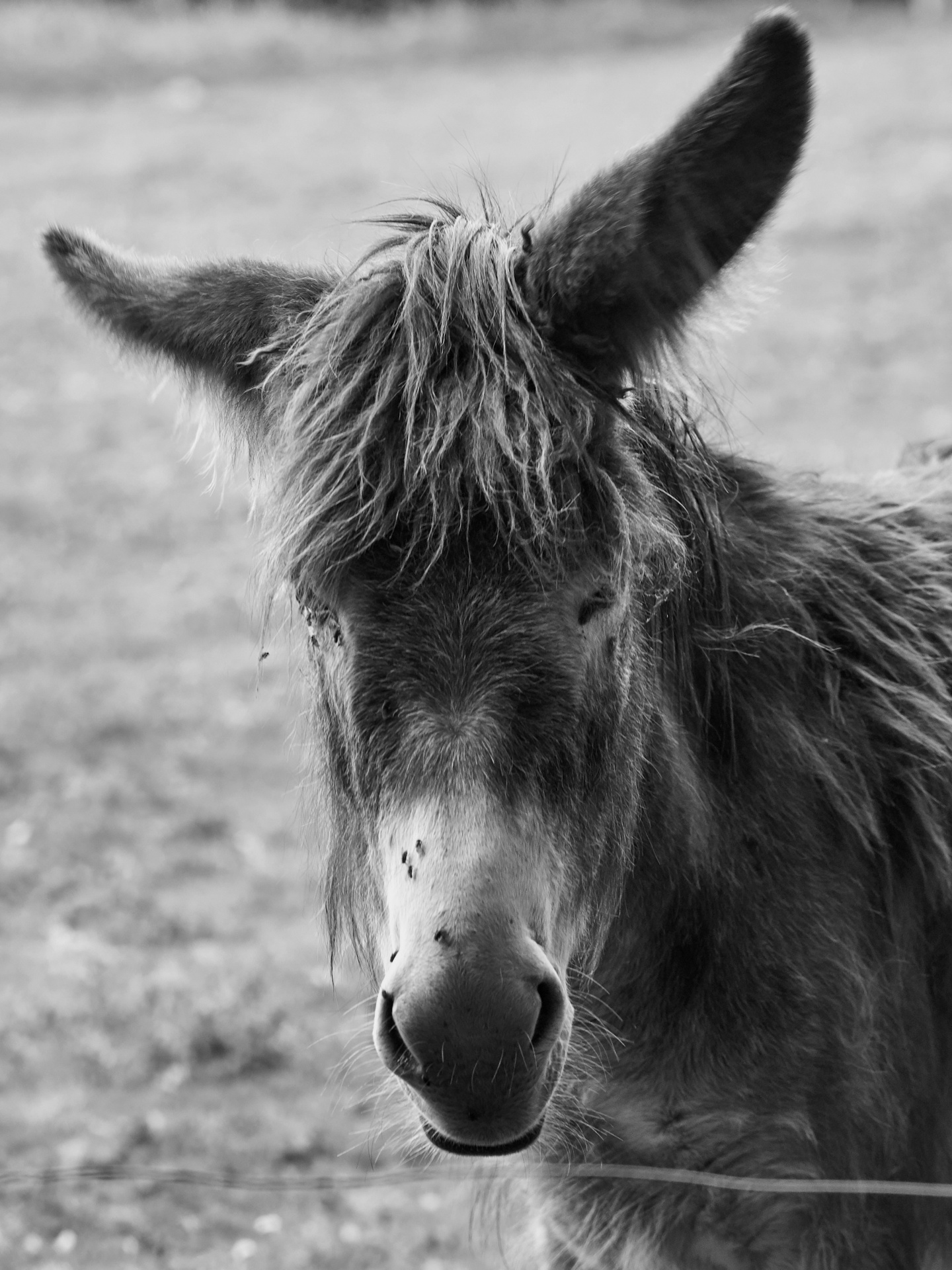 Donkey With Long Ears