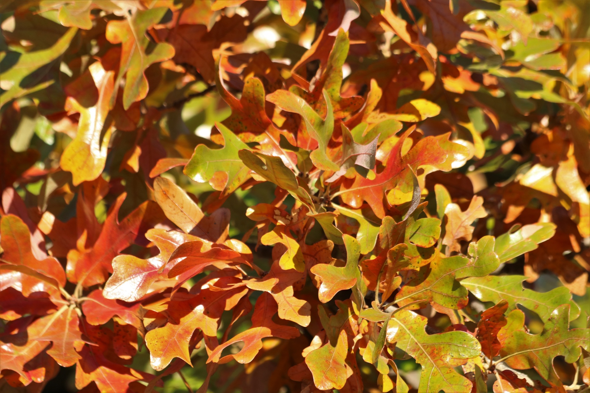 Close-up of gold and green autumn leaves creating a beautiful fall background.