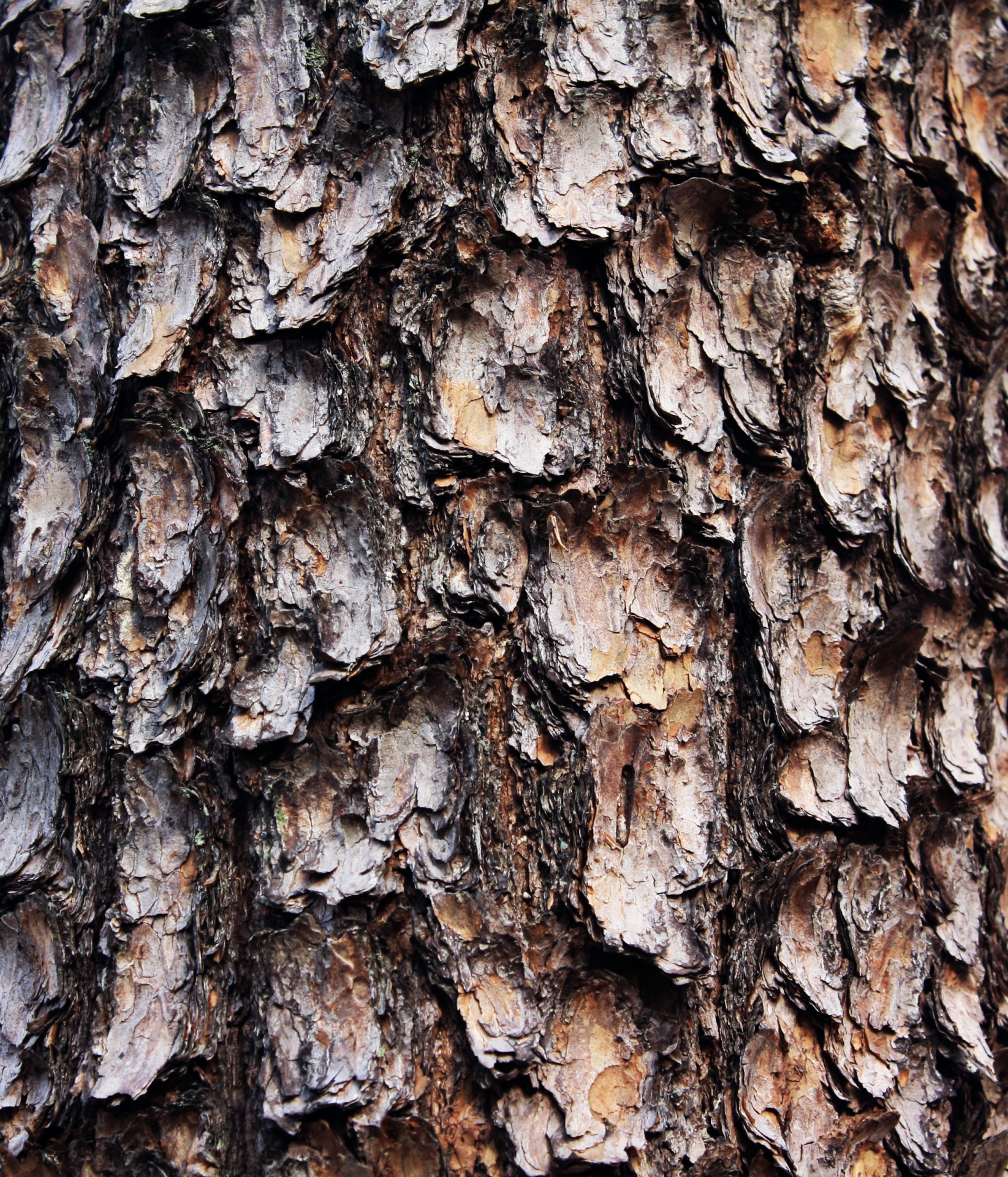 Bark Texture Background