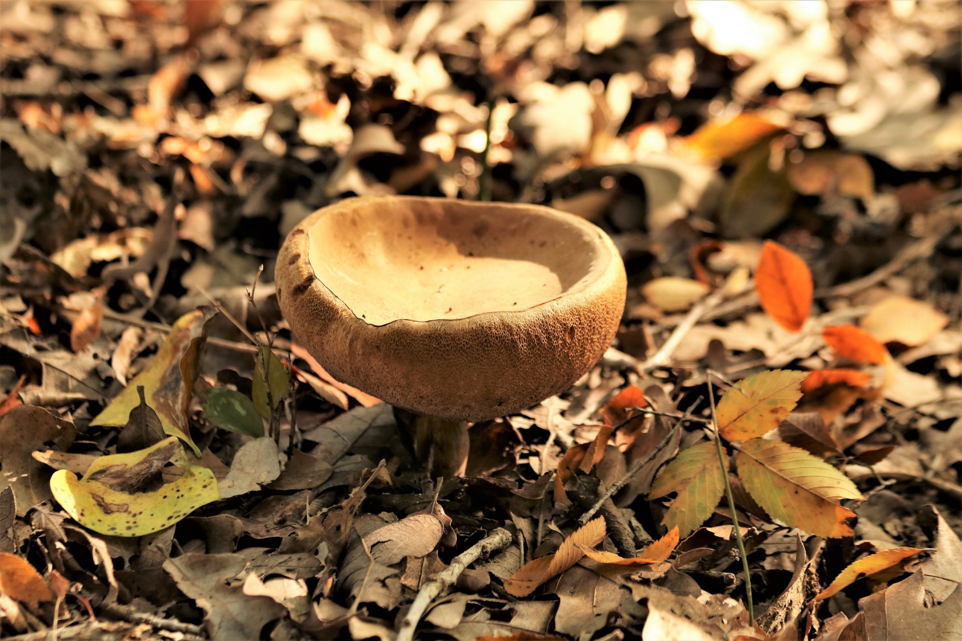 Close-up of a bolete mushroom, shaped like a bowl, growing among autumn leaves on the floor of the woods.