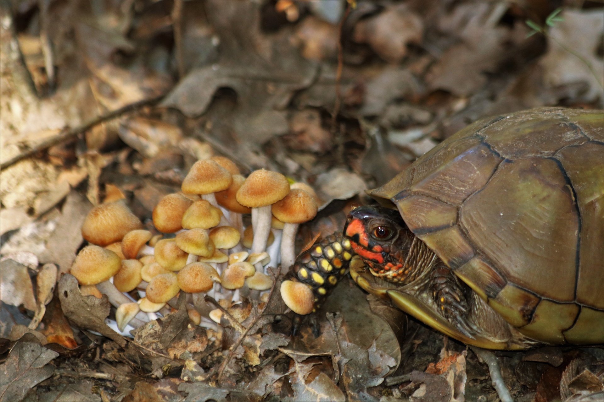 Close-up of a three toed box turtle beside little orange mushrooms, that he has been eating, surrounded by brown leaves of fall.