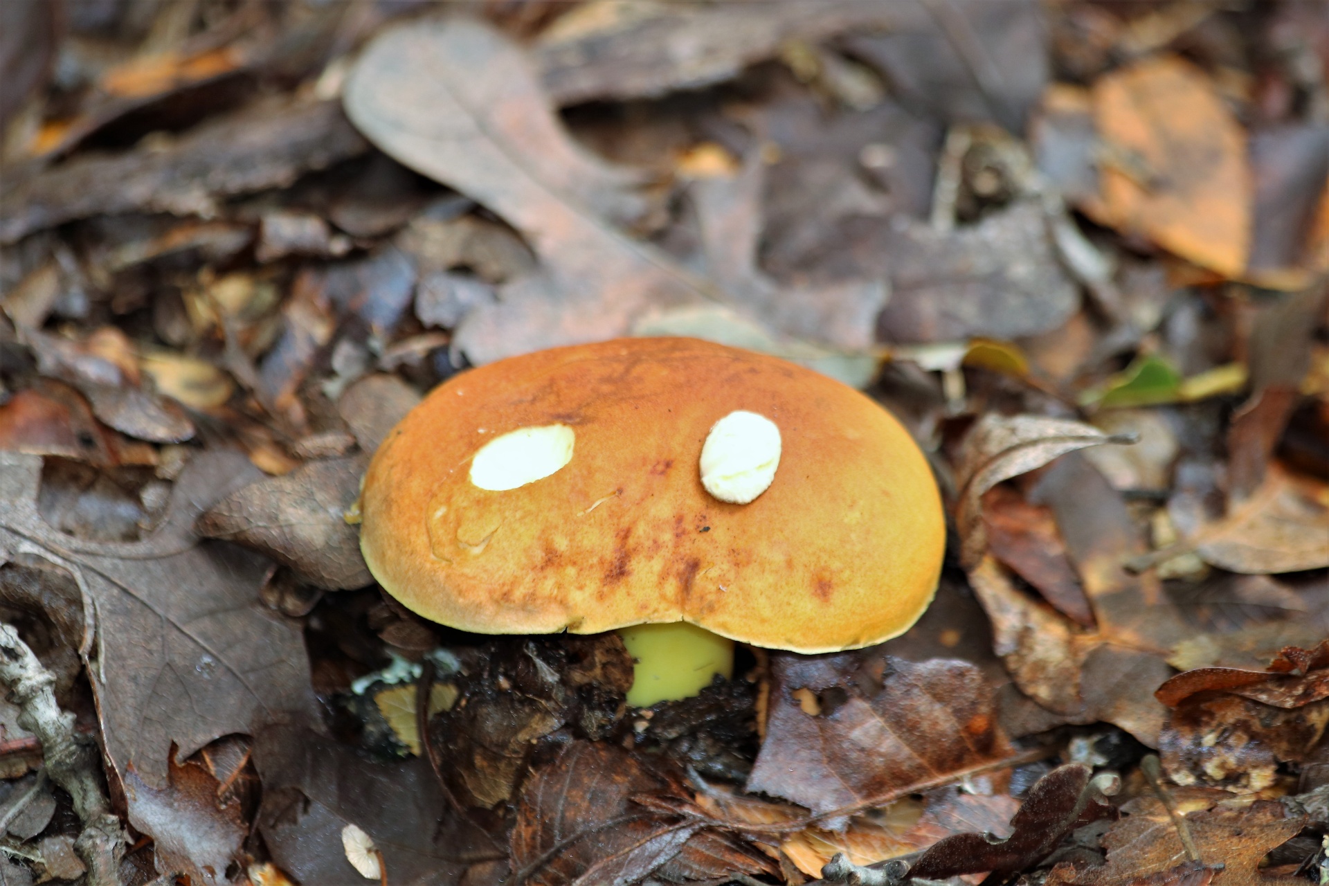 Brown Mushroom With Eyes