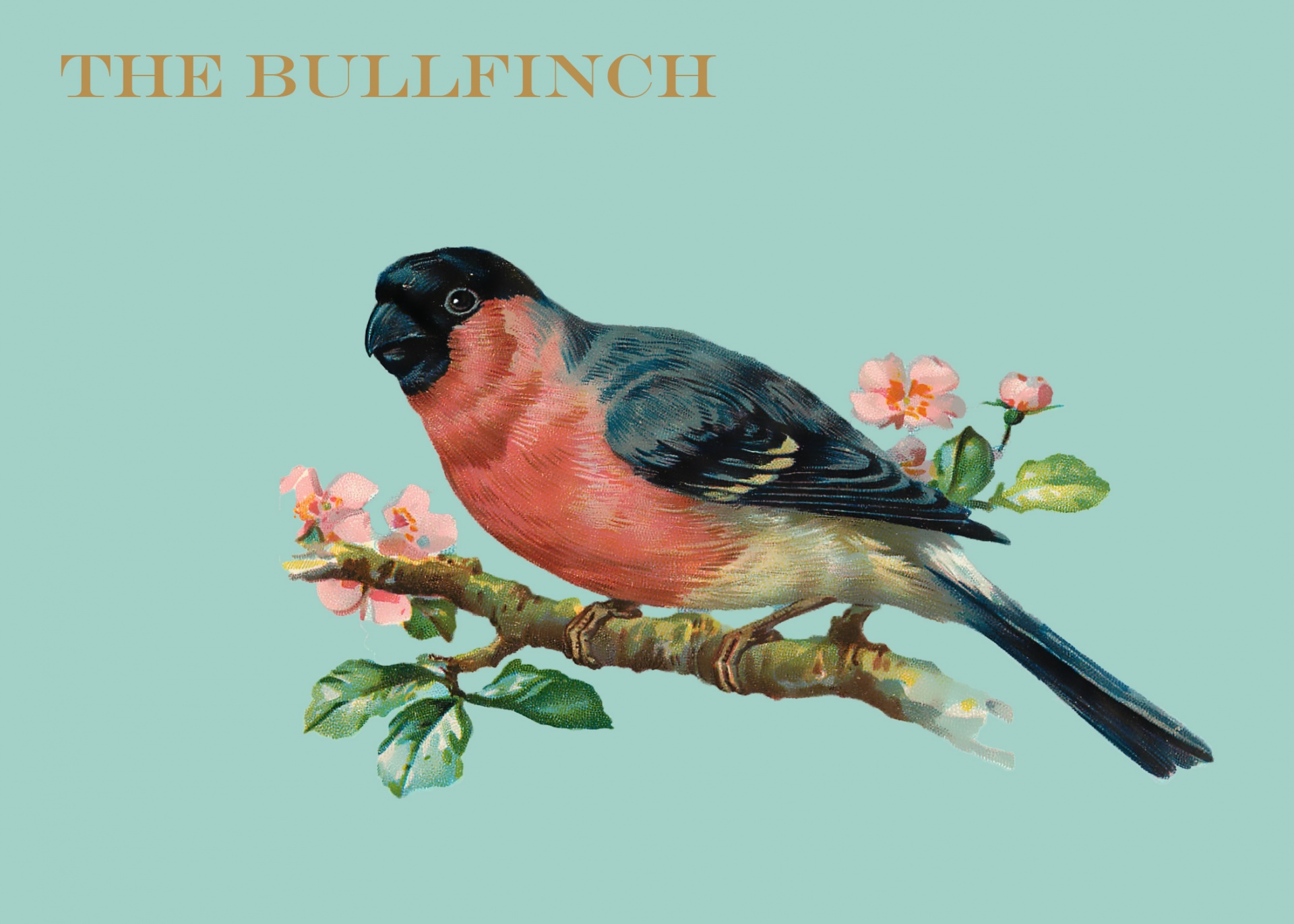 Bullfinch Vintage Painting