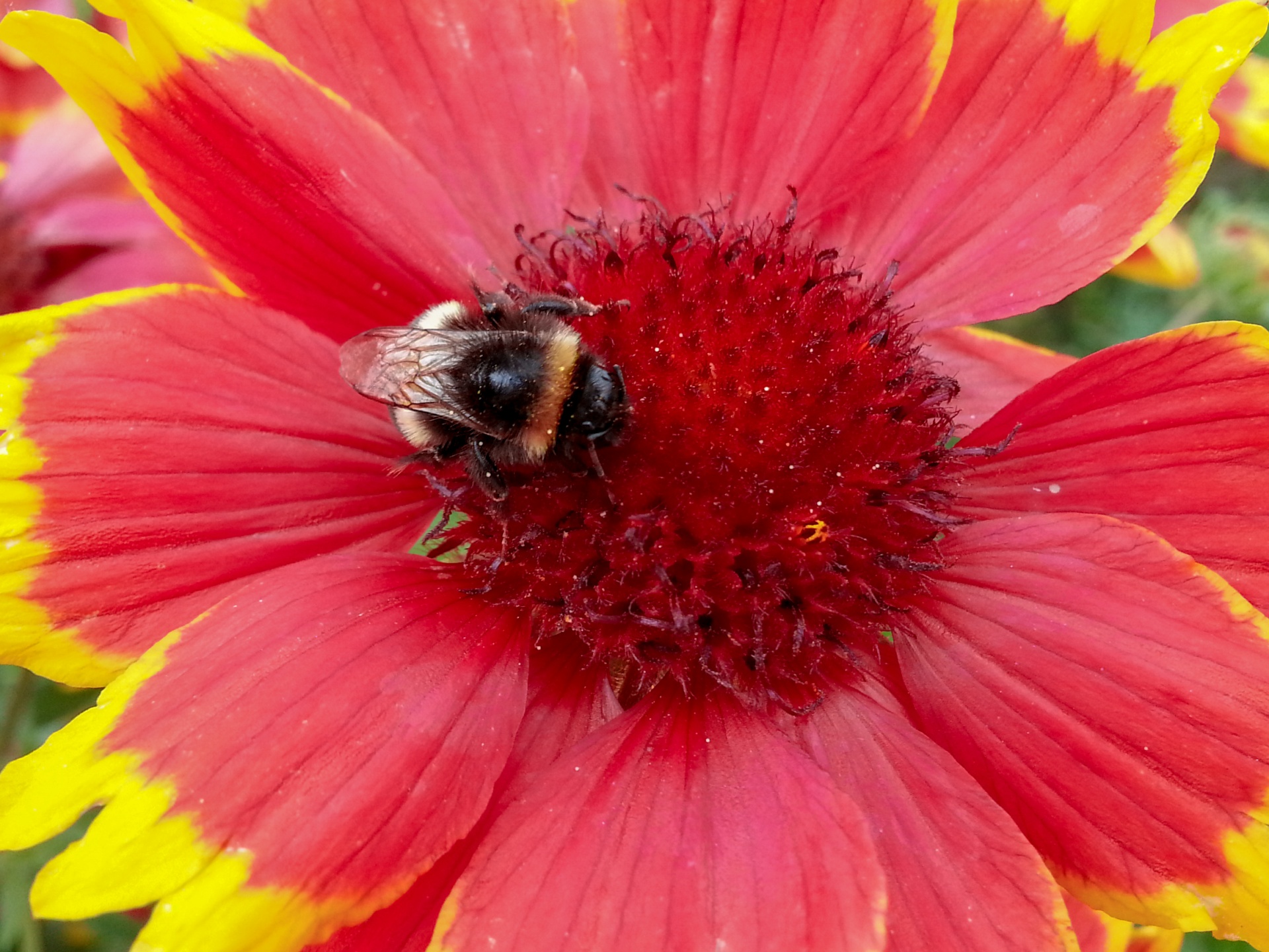 Bumblebee On A Flower