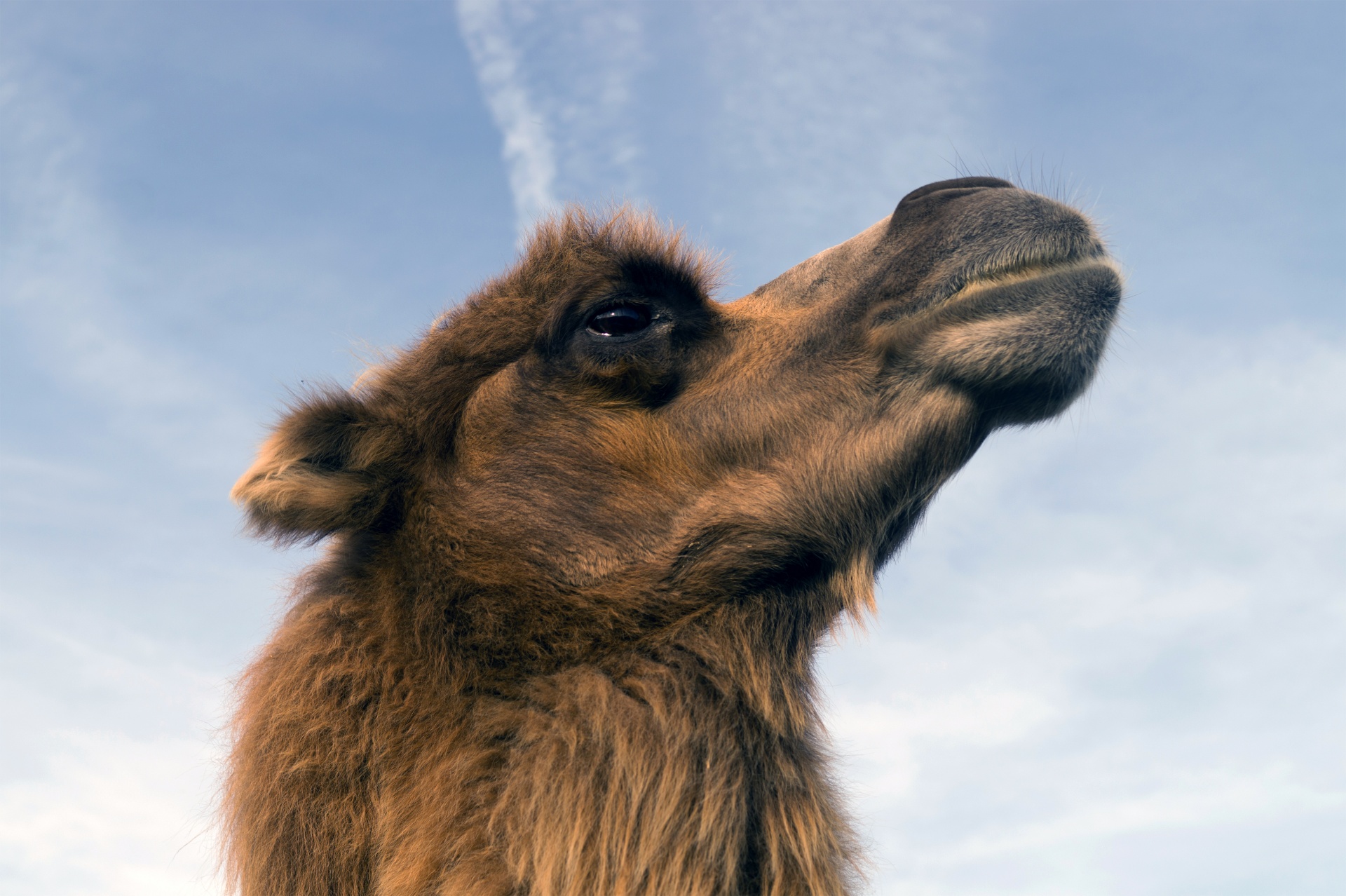 沙漠骆驼🐫|摄影|动物|董哞哞 - 原创作品 - 站酷 (ZCOOL)