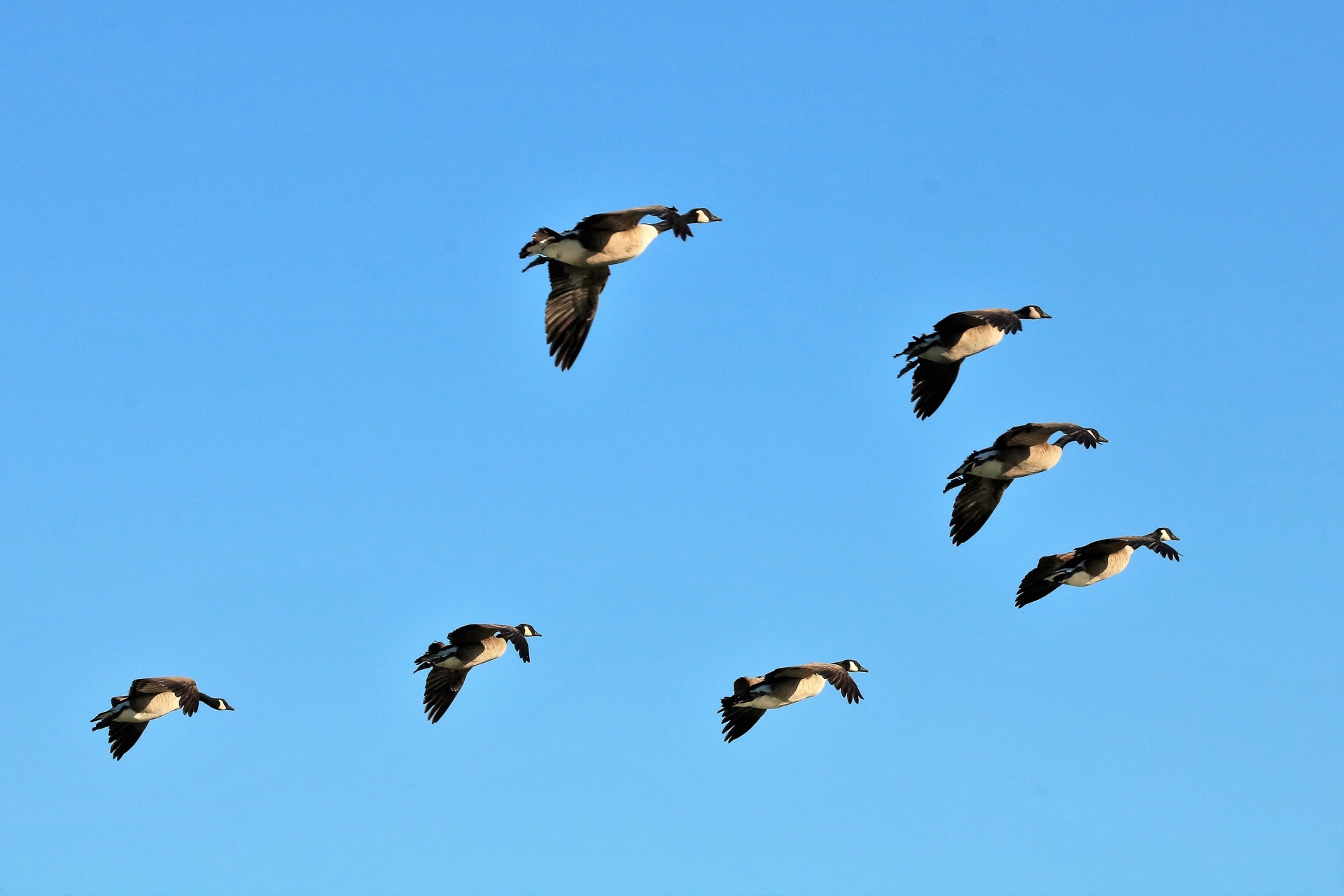 Canada Geese In Flight 2
