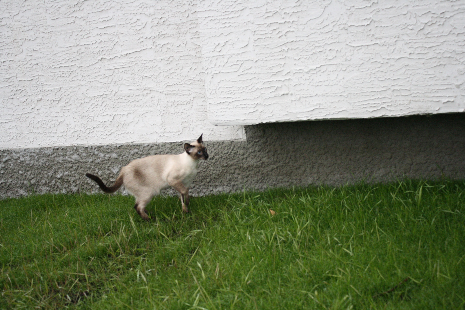 A siamese cat exploring a lawn.