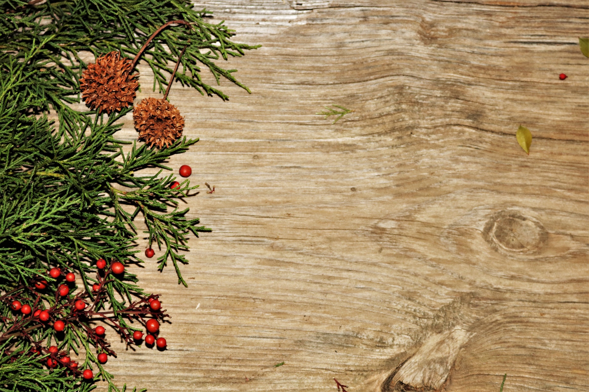 Cedar And Red Berries Background