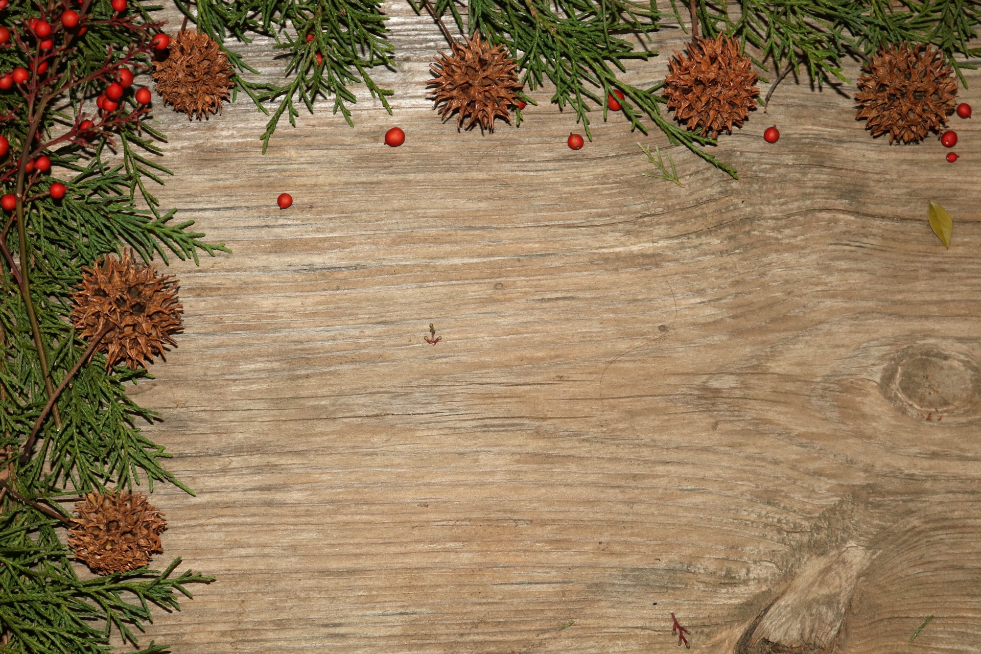 Cedar And Sycamore Background