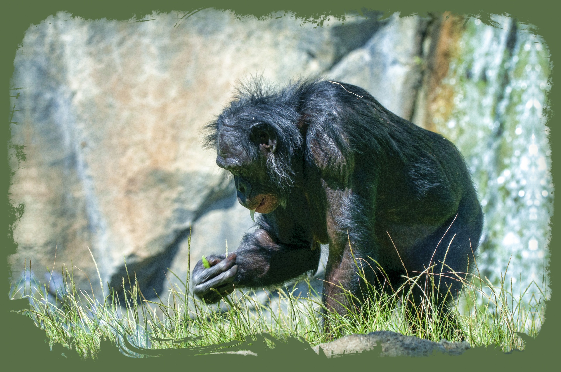 chimp contemplating a blade of grass