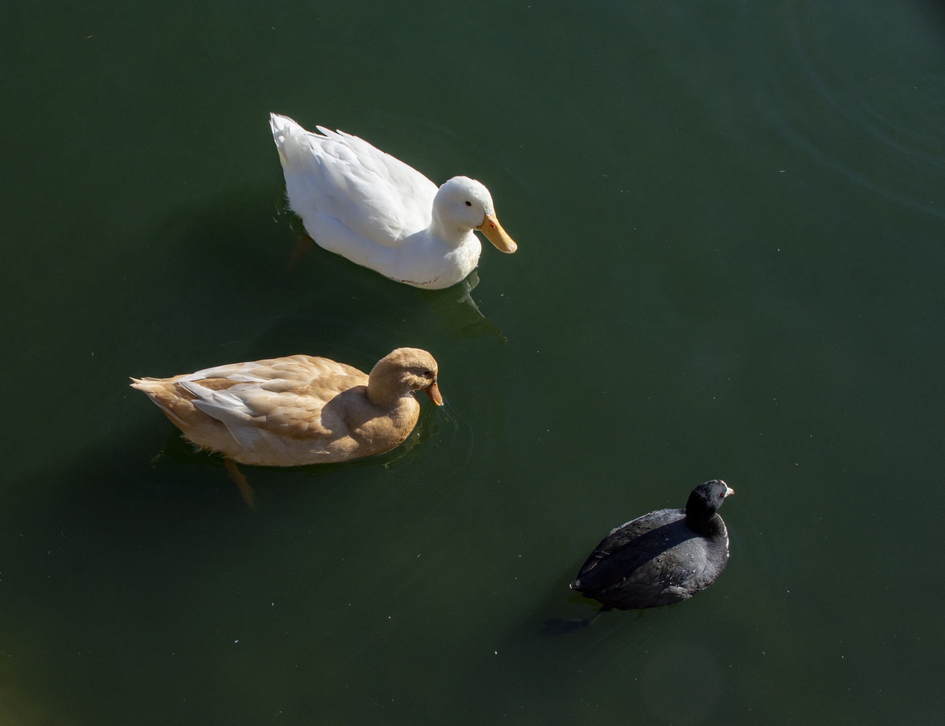 looking down on a tan and a white domestic duck and a coot swimming