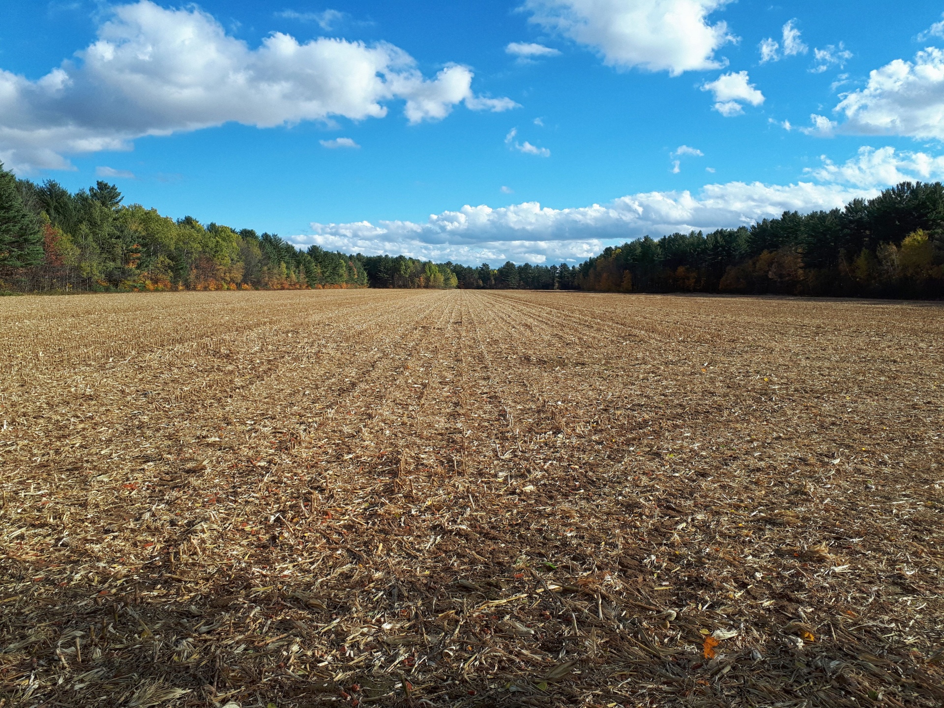 Landscape of corn fields after harvest